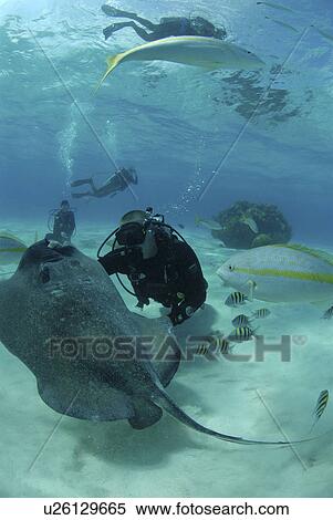 Stock Photography - Diver with Sting rays, Stingray City Sandbar, Grand Cayman Island, Cayman Islands, Caribbean. Fotosearch