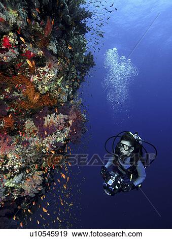 Diver/Photographer swimming along Coral covered wall. Marsa Alarm, Egypt, Red Sea (rr) View Large Photo Image Stock Photo - Diver/Photographer swimming along Coral covered wall. Marsa Alarm, Egypt, Red Sea (rr). Fotosearch