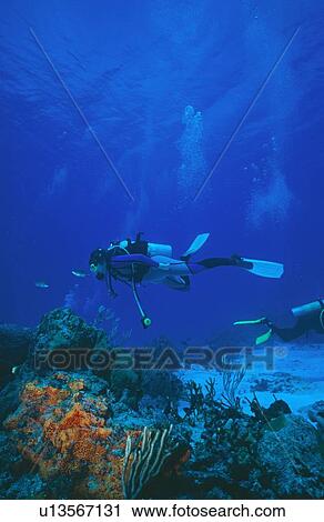 Stock Image - Divers on reef. Mexico.. Fotosearch