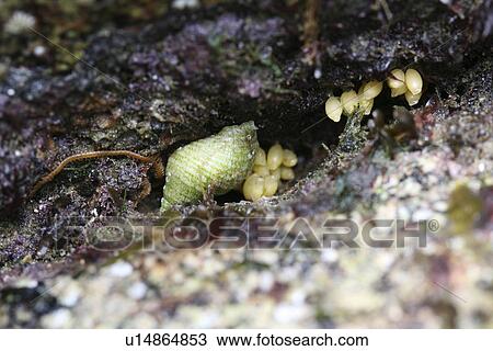 Stock Image - Dogwhelk with eggs. UK. Fotosearch
