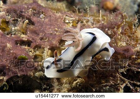 Dorid Nudibranch (Chromodoris willani). Borneo, Malaysia View Large Photo Image Stock Photo - Dorid Nudibranch (Chromodoris willani). Borneo, Malaysia. Fotosearch