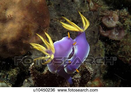 Dorid Seaslug (Chromodoris bullocki). Borneo, Malaysia View Large Photo Image Stock Photograph - Dorid Seaslug (Chromodoris bullocki). Borneo, Malaysia. Fotosearch