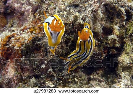 Dorid Seaslug(Chromodoris magnifica). Borneo, Malaysia View Large Photo Image Stock Image - Dorid Seaslug(Chromodoris magnifica). Borneo, Malaysia. Fotosearch