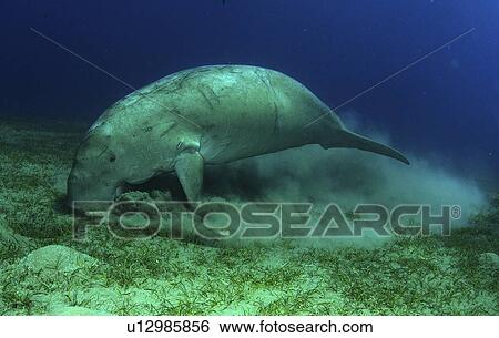 Dugong (Dugong dugon) feeding on sea floor. Marsa Alarm, Egypt, Red Sea. View Large Photo Image Stock Photograph - Dugong (Dugong dugon) feeding on sea floor. Marsa Alarm, Egypt, Red Sea.. Fotosearch