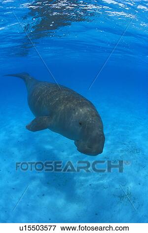 Stock Photo - Dugong (Dugong dugong). approaching camera, underwater with whole body in shot. Malaysia.. Fotosearch