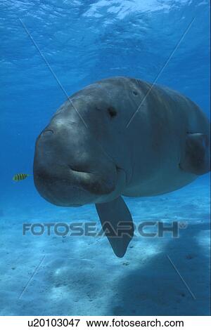 Stock Photo - Dugong (Dugong dugong). Approaching camera underwater with small fish. Big close-up. Malaysia.. Fotosearch