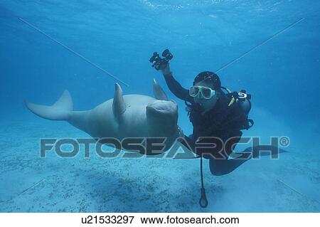 Dugong (Dugong dugong) being stroked by diver. Malaysia. View Large Photo Image Stock Photo - Dugong (Dugong dugong) being stroked by diver. Malaysia.. Fotosearch