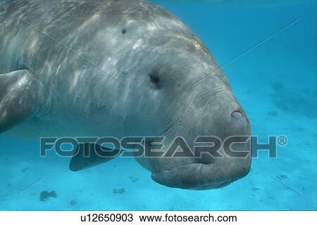 Stock Image - Dugong (Dugong dugong) big close-up. Blow hole, eye and ear clearly showing. Malaysia.. Fotosearch