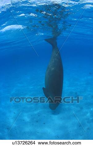 Dugong (Dugong dugong) diving down to sea bed. Malaysia. View Large Photo Image Picture - Dugong (Dugong dugong) diving down to sea bed. Malaysia.. Fotosearch