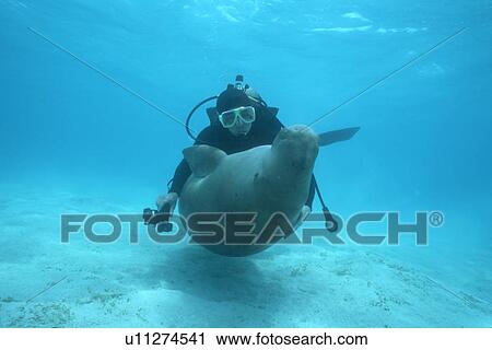 Dugong (Dugong dugong) hugging diver near the sea bed. Malaysia. View Large Photo Image Stock Image - Dugong (Dugong dugong) hugging diver near the sea bed. Malaysia.. Fotosearch