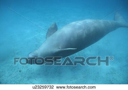 Dugong (Dugong dugong) near the sea bed, upside down. Malaysia. View Large Photo Image Stock Image - Dugong (Dugong dugong) near the sea bed, upside down. Malaysia.. Fotosearch