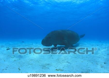 Dugong (Dugong dugong) on sea bed. Malaysia. View Large Photo Image Stock Photograph - Dugong (Dugong dugong) on sea bed. Malaysia.. Fotosearch