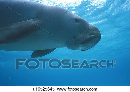 Dugong (Dugong dugong) photographed underwater from low angle. Showing mouth parts. Malaysia. View Large Photo Image Stock Photography - Dugong (Dugong dugong) photographed underwater from low angle. Showing mouth parts. Malaysia.. Fotosearch