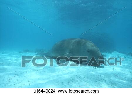 Picture - Dugong (Dugong dugong) resting on the sea bed. Malaysia.. Fotosearch