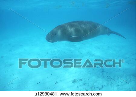 Dugong (Dugong dugong) swimming underwater. Malaysia. View Large Photo Image Stock Image - Dugong (Dugong dugong) swimming underwater. Malaysia.. Fotosearch