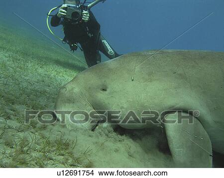 Dugong (Dugongidae). A rare encounter for a diver with a Dugong. Abu Dabab Marsa Alam Red Sea. View Large Photo Image Picture - Dugong (Dugongidae). A rare encounter for a diver with a Dugong. Abu Dabab Marsa Alam Red Sea.. Fotosearch