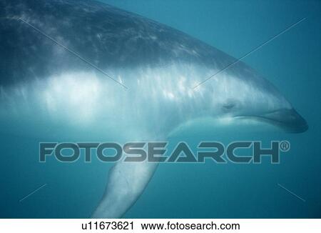Stock Image - Dusky dolphin (Lagenorhynchus obscurus) underwater. Kaikoura, New Zealand.. Fotosearch