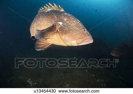 Stock Image - Dusky Grouper (Epinephelus marginatus). Sardinia, Italy. Fotosearch