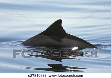 Stock Image - Dwarf Sperm Whale (Kogia simus) Adult on the surface (dorsal fin detail) near Isla San Esteban in the Gulf of California (Sea of Cortez), Mexico. (rr). Fotosearch