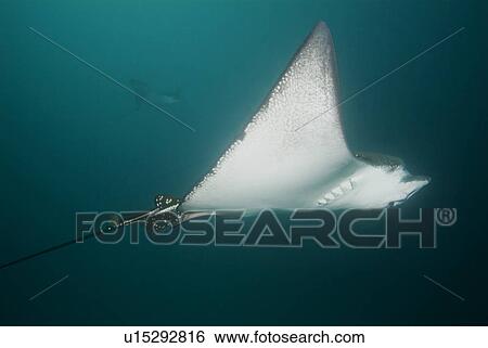 Eagle ray ( Aeobatus narinari). Galapagos, Pacific Ocean View Large Photo Image Stock Photograph - Eagle ray ( Aeobatus narinari). Galapagos, Pacific Ocean. Fotosearch