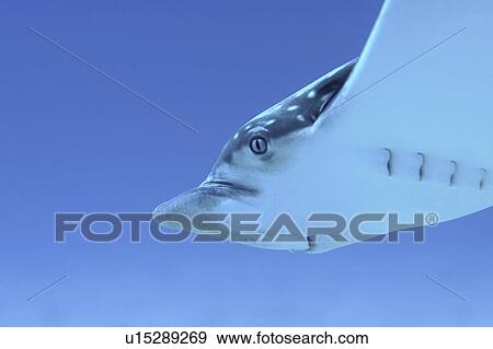 Eagle Ray (Aetobatus narinari) detail showing head and swimming action, Cayman Brac, Cayman Islands, Caribbean View Large Photo Image Stock Photo - Eagle Ray (Aetobatus narinari) detail showing head and swimming action, Cayman Brac, Cayman Islands, Caribbean. Fotosearch