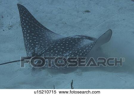 Eagle Ray (Aetobatus narinari) detail showing head and swimming action, Cayman Brac, Cayman Islands, Caribbean View Large Photo Image Stock Photography - Eagle Ray (Aetobatus narinari) detail showing head and swimming action, Cayman Brac, Cayman Islands, Caribbean. Fotosearch
