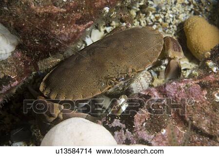 Edible Crab (Cancer pagarus), robust crab, brown in colour with black tips to claws amidst algae and soft corals, St Abbs, Scotland, UK North Sea View Large Photo Image Picture - Edible Crab (Cancer pagarus), robust crab, brown in colour with black tips to claws amidst algae and soft corals, St Abbs, Scotland, UK North Sea. Fotosearch