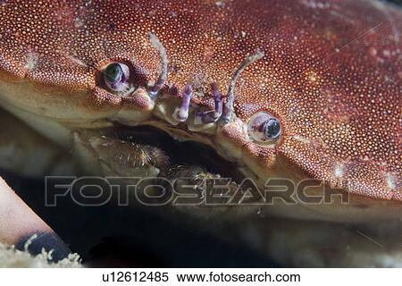 Stock Photography - Edible Crab (Cancer pagurus), Jersey, Channel Islands, UK. Fotosearch