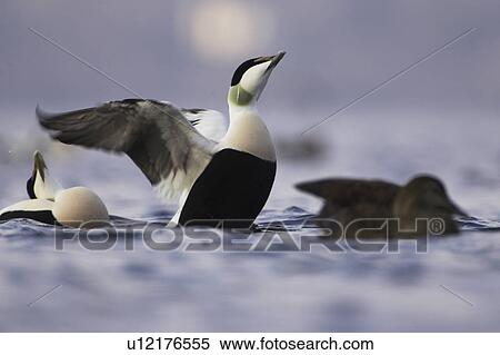 Eider Drake and female (Somateria mollissima) calling and flapping wings in winter raft. Eiders raft together in winter, the males all squabbling together, preening, diving and flapping. Eiders come from all over to raft together, Scotland View Large Photo Image Stock Photography - Eider Drake and female (Somateria mollissima) calling and flapping wings in winter raft. Eiders raft together in winter, the males all squabbling together, preening, diving and flapping. Eiders come from all over to raft together, Scotland. Fotosearch