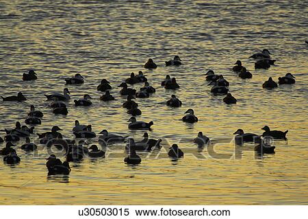Eider Drake and female (Somateria mollissima) calling and interacting in raft with sun setting. Eiders raft together in winter, the males all squabbling together, preening, diving and flapping. Eiders come from all over to raft together, Scotland View Large Photo Image Stock Photography - Eider Drake and female (Somateria mollissima) calling and interacting in raft with sun setting. Eiders raft together in winter, the males all squabbling together, preening, diving and flapping. Eiders come from all over to raft together, Scotland. Fotosearch