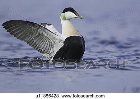 Eider Drake (Somateria mollissima) flapping its wings. Eiders raft together in winter, the males all squabbling together, preening, diving and flapping. Eiders come from all over to raft together, Scotland View Large Photo Image Stock Photo - Eider Drake (Somateria mollissima) flapping its wings. Eiders raft together in winter, the males all squabbling together, preening, diving and flapping. Eiders come from all over to raft together, Scotland. Fotosearch