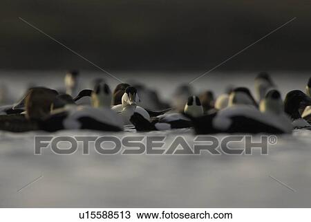Stock Image - Eider duck (Somateria mollissima), male. Eider male peering out from in the middle of a winter raft. Various preening, calling and fighting in background.. Fotosearch