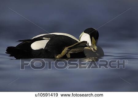 Stock Photo - Eider duck (Somateria mollissima), male. Male appearing to call someone. Actual behaviour is scratching and cleaning mouth with claw on webbed foot, while drifting with winter raft, Scotland, United Kingdom. Fotosearch