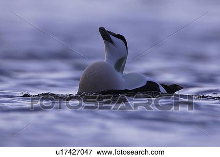 Eider duck (Somateria mollissima), male. Calling while seperated from a winter raft. View Large Photo Image Stock Photo - Eider duck (Somateria mollissima), male. Calling while seperated from a winter raft.. Fotosearch