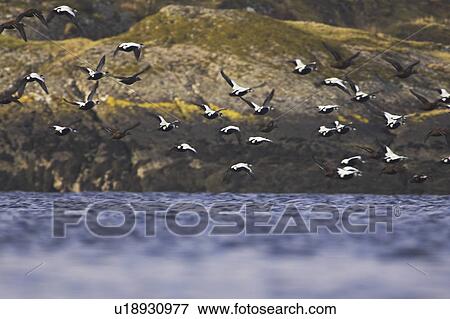 Stock Photo - Eider male and female (Somateria mollissima) flying off after rafting. Eiders raft together in winter, the males all squabbling together, preening, diving and flapping. Eiders come from all over to raft together, Scotland. Fotosearch