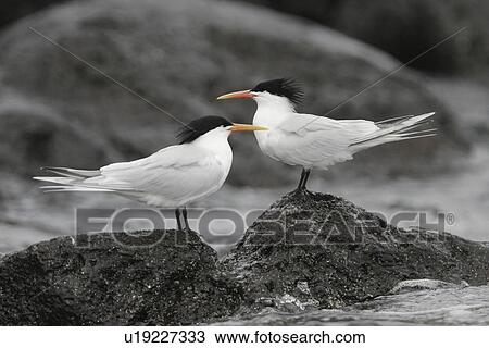 Elegant Terns (Sterna elegans) on Isla Rasa in the middle Gulf of California (Sea of Cortez), Mexico. View Large Photo Image Stock Image - Elegant Terns (Sterna elegans) on Isla Rasa in the middle Gulf of California (Sea of Cortez), Mexico.. Fotosearch