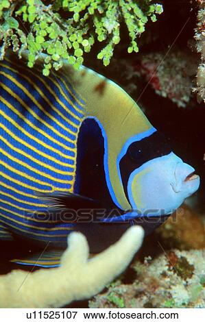 Stock Photo - Emperor angelfish, portrait, Pomacanthus imperator, Rongelap, Marshall Islands (N. Pacific). Fotosearch