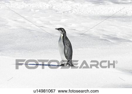 Emperor penguin (Aptenodytes forsteri) from a recently discovered colony on Snowy Hill in the Weddell Sea. This may be the northernmost Emperor penguin colony in Antarctica. View Large Photo Image Stock Photo - Emperor penguin (Aptenodytes forsteri) from a recently discovered colony on Snowy Hill in the Weddell Sea. This may be the northernmost Emperor penguin colony in Antarctica.. Fotosearch