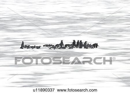 Stock Photo - Emperor penguins (Aptenodytes forsteri) hauled out on fresh ice from a recently discovered colony on Snowy Hill in the Weddell Sea. This may be the northernmost Emperor penguin colony in Antarctica.. Fotosearch