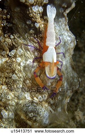 Emperor shrimp, Periclimenes imperator, on synaptid sea cucumber, Masaplod, s, Philippines View Large Photo Image Stock Image - Emperor shrimp, Periclimenes imperator, on synaptid sea cucumber, Masaplod, s, Philippines. Fotosearch