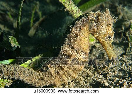 Estuary seahorse, Hippocampus kuda, Masaplod, s, Philippines View Large Photo Image Stock Image - Estuary seahorse, Hippocampus kuda, Masaplod, s, Philippines. Fotosearch