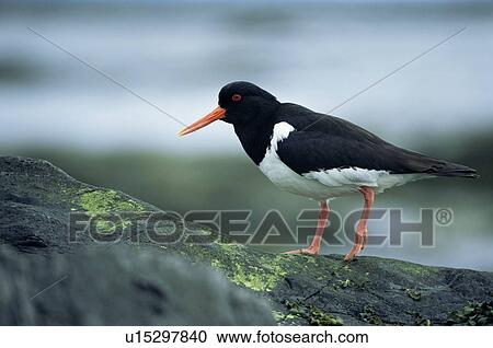 Stock Image - Eurasian oystercatcher (Haematopus ostralegus) Ytri-Tunga, Snaefellness Peninsula, Iceland. Fotosearch