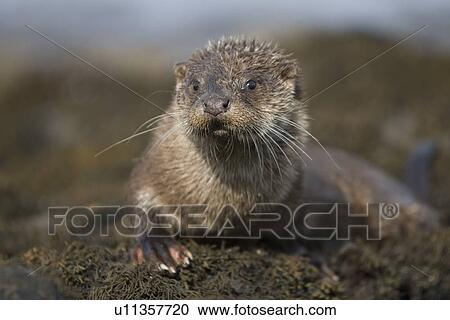 Eurasian river otter (Lutra lutra) resting in the seaweed and rocks. Otters spend a great deal of time resting, usually close to the water's edge or on rocks just offshore. This time is spent sleeping and preening fur etc. Notice the recent injuries su View Large Photo Image Stock Image - Eurasian river otter (Lutra lutra) resting in the seaweed and rocks. Otters spend a great deal of time resting, usually close to the water's edge or on rocks just offshore. This time is spent sleeping and preening fur etc. Notice the recent injuries su. Fotosearch