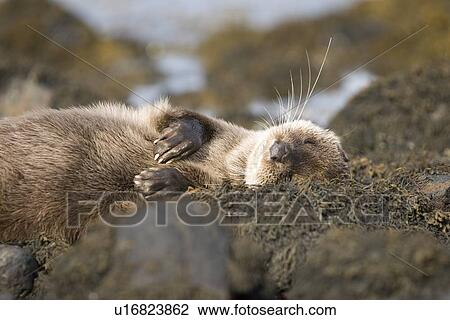 Stock Image - Eurasian river otter (Lutra lutra) resting in the seaweed and rocks. Otters spend a great deal of time resting, usually close to the water's edge or on rocks just offshore. This time is spent sleeping and preening fur etc. Notice the recent injuries su. Fotosearch
