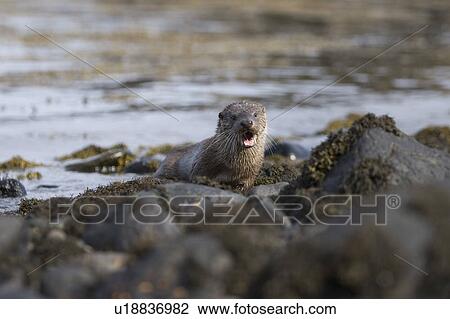 Eurasian river otter (Lutra lutra) foraging in and among the seaweed. Otters on Scotland's west coast and islands have adapted well to making a living in the marine environment. Hebrides, Scotland View Large Photo Image Stock Image - Eurasian river otter (Lutra lutra) foraging in and among the seaweed. Otters on Scotland's west coast and islands have adapted well to making a living in the marine environment. Hebrides, Scotland. Fotosearch