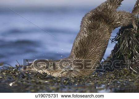 Stock Image - Eurasian river otter (Lutra lutra). Otters in western Scotland have adapted well to life in a marine environment, though proximity to sources of fresh water is essential. Hebrides, Scotland. Fotosearch
