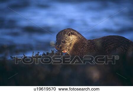Eurasian river otter (Lutra lutra). Hebrides, Scotland View Large Photo Image Stock Image - Eurasian river otter (Lutra lutra). Hebrides, Scotland. Fotosearch