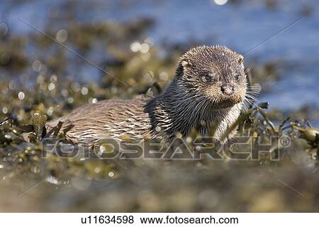 Eurasian river otter (Lutra lutra) having caught Greater spotted dogfish (Scyliorhinus stellaris). The otter took only the innards of the dogfish by opening a short section of skin behind the pectoral fin (see images under 'Greater spotted dogfish'). Heb View Large Photo Image Stock Photo - Eurasian river otter (Lutra lutra) having caught Greater spotted dogfish (Scyliorhinus stellaris). The otter took only the innards of the dogfish by opening a short section of skin behind the pectoral fin (see images under 'Greater spotted dogfish'). Heb. Fotosearch