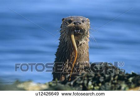 Stock Photo - Eurasian river otter (Lutra lutra). Hebrides, Scotland. Fotosearch