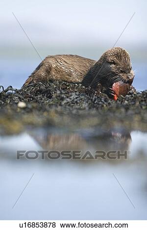 Eurasian river otter (Lutra lutra) eating a male lumpsucker (Cyclopterus lumpus) fish, also known as a sea hen or scarclagger. Hebrides, Scotland View Large Photo Image Stock Photo - Eurasian river otter (Lutra lutra) eating a male lumpsucker (Cyclopterus lumpus) fish, also known as a sea hen or scarclagger. Hebrides, Scotland. Fotosearch